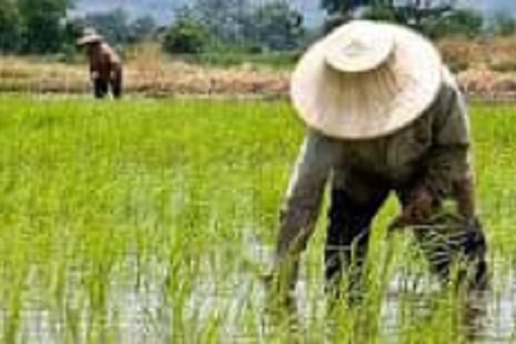 Soal Penyerapan: Jenis Beras Ini yang Jadi Prioritas Bulog, Berapa Targetnya?