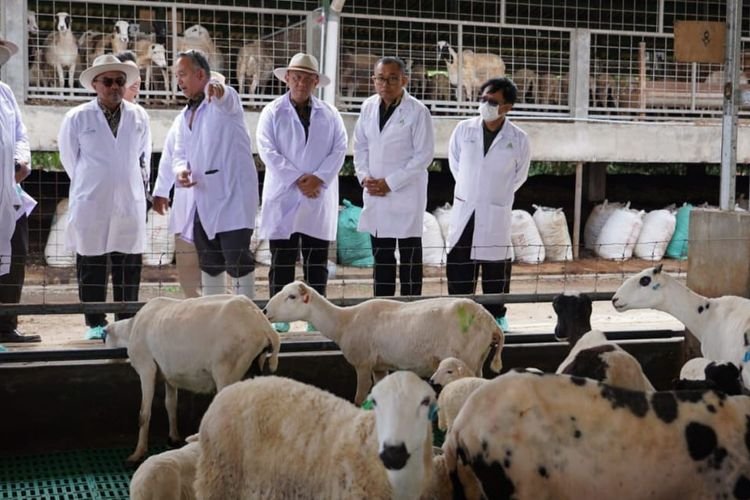 Begini Cara OJK Geliatkan Sektor Peternakan Domba: Perluas Akses Pembiayaan