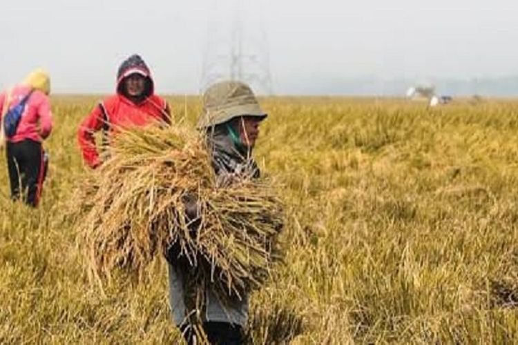 Berapa Banyak Bulog Menyerap Beras Petani? Volumenya Lebih Banyak daripada Tahun Lalu Lho, Ini Penjelasan Bapanas