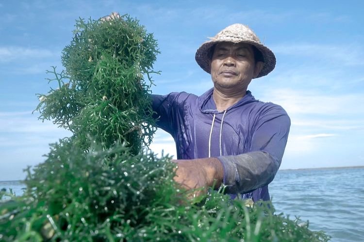 BRI Tingkatkan Skala Usaha Klaster Rumput Laut di Nusa Penida