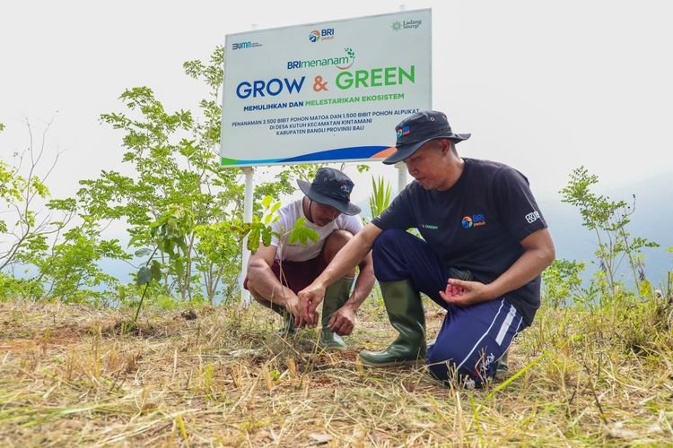 BRI Tanam 5.000 Pohon Produktif di Bangli, Lestarikan Alam dan Tingkatkan Ekonomi Masyarakat