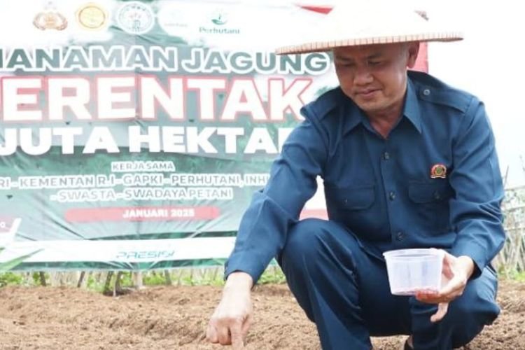 Dukung Tanam Jagung di Sukabumi, Begini Kata Wakil Ketua Dewan