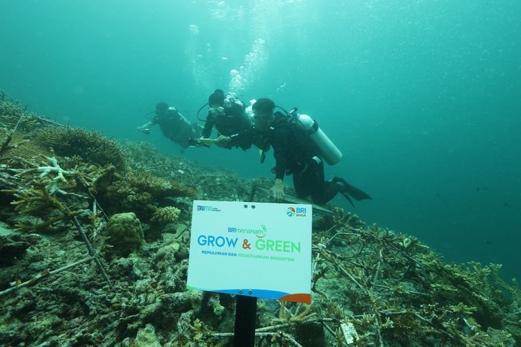BRI Hidupkan Laut Maratua! Ekosistem Terumbu Karang Tumbuh, Nelayan Sumringah