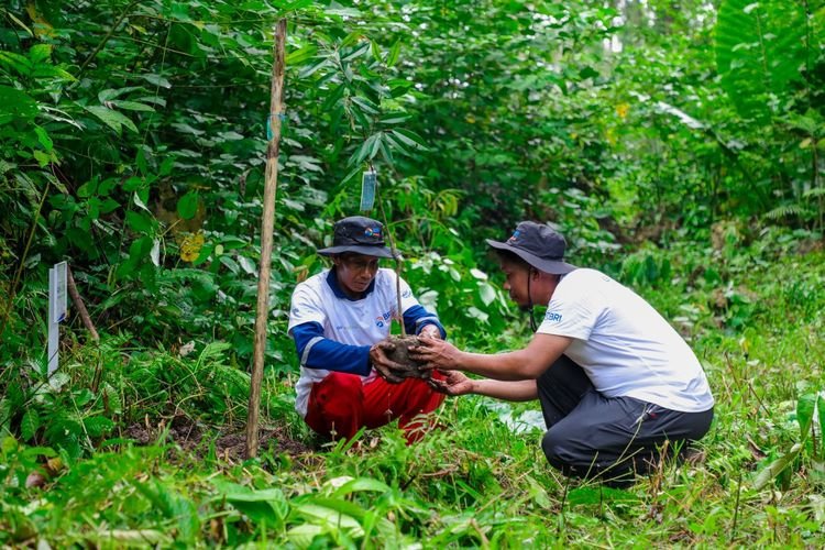 Program BRI Menanam di Berau Sukses Serap 2.987 Kg Karbon dan Tingkatkan Ekonomi Petani Lokal