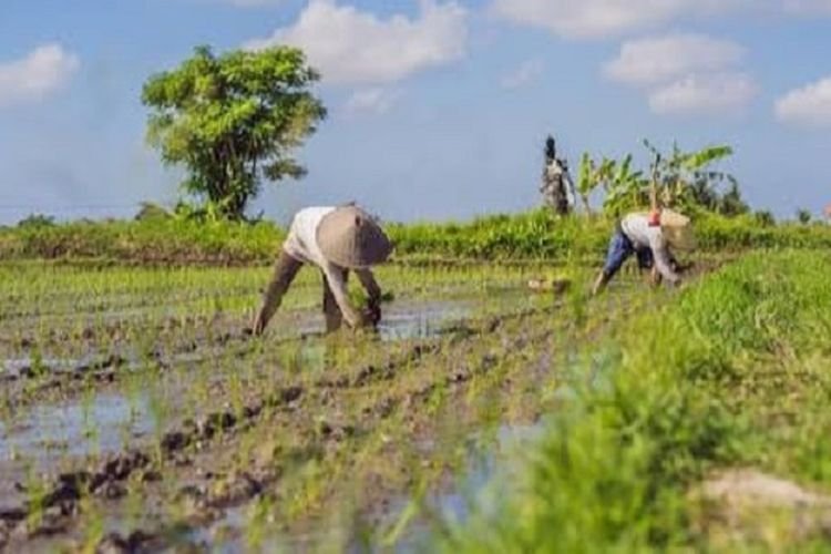 Seperti Apa Jurus Bulog Perkuat Stabilitas dan Ketahanan Pangan? Ini Bentuknya
