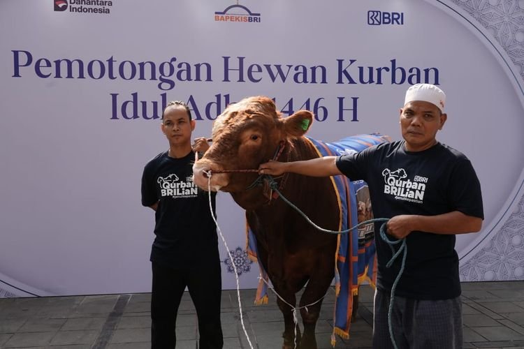 Momen Idul Adha 2025, BRI Peduli Tingkatkan Produktivitas Peternak Domba Garut