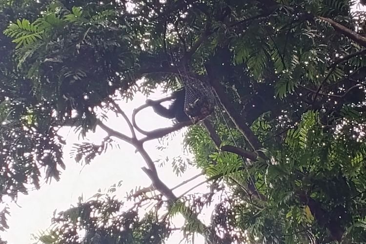 Siamang Stress, Tidak Mau Balik Ke Kandang Tidur