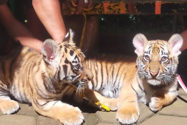 Bandung Zoo Ditutup, Satwa Kehilangan Para Fansnya, Ini Tidak Sehat!