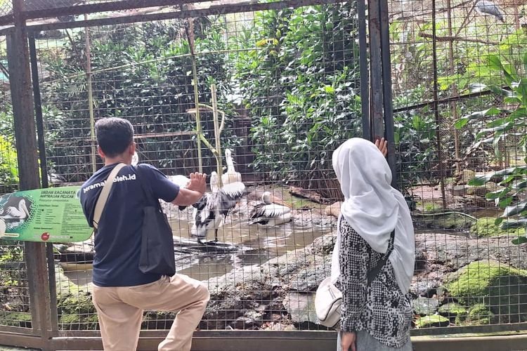 Demi Edukasi Siswa Perihal Zoo Yang Terbengkalai, Hari Ini Bandung Zoo Buka