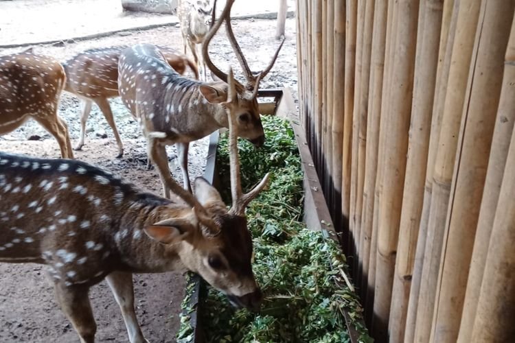Kesalahan Prosedur, Jangan Halangi Kesejahteraan Satwa di Bandung Zoo, Pemkot Bandung Harus Tahu Ini!