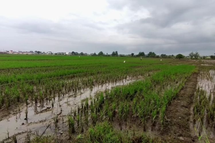 Perkuat Kebijakan Tata Ruang untuk Lindungi Sawah Nasional, Prabowo Panggil Nusron Wahid
