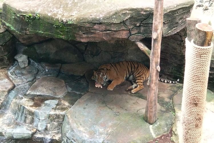 Pemprov Jabar Buka Peluang Kelola Kebun Binatang Bandung