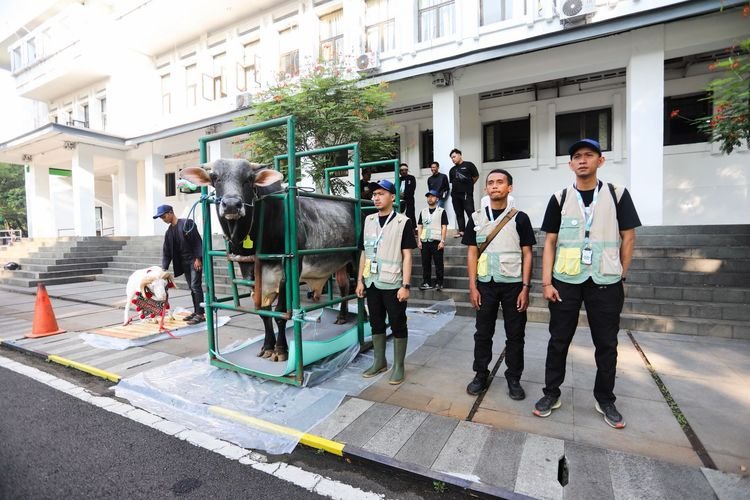 Post Mortem Hanya Temui Kasus Minor, Bukti Pemeriksaan Hewan Kurban Efektif