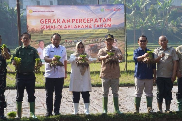 Sukabumi Kejar Musim Tanam, Jaga Status Jawara Produksi Beras Nasional